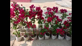 Ten Bougainvillea plants sale onlineThai varietiey bougainvilleawholesale and retails [upl. by Nivad]