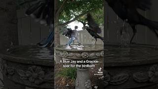 A Blue Jay and a Grackle spar over the birdbath [upl. by Brigid]