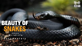 Beauty of Snakes  Full documentary in Hindi  हिन्दी डॉक्यूमेंट्री  4k video [upl. by Ahseinat]