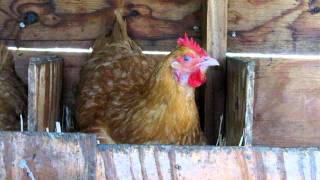 Chicken Squawking Video 1 [upl. by Hebert]