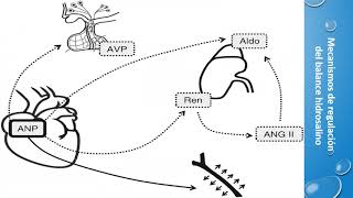 FISIOPATOLOGIA DE LOS DESEQUILIBRIOS HIDROELECTROLITICOS PARTE 1 [upl. by Aneeuqal]