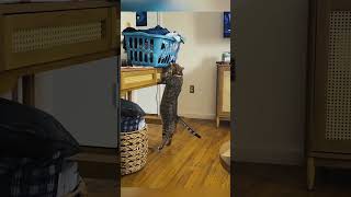 funny catcatcatscatlover catshorts funnycatsyoutubeshorts funnyvideo music [upl. by Venable]