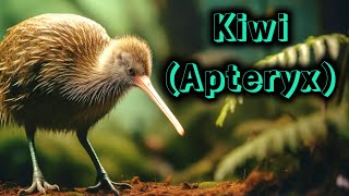 Conoce al Kiwi Ave Nacional de Nueva Zelanda [upl. by Aisset]