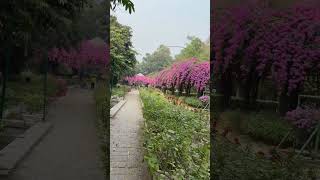 Lodhi garden delhi [upl. by Delwyn]