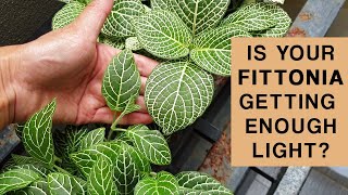 FITTONIA PLANT LIGHT GUIDE  Is your plant getting enough light [upl. by Eiclek]