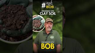 Easy Ways to Enhance Your Clay Soil 1 Minute with Bob askbob youtubeshorts gardening shorts [upl. by Larred]