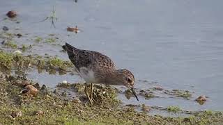 LongToed Stint X 2 [upl. by Dubenko]