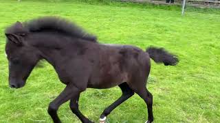 Rescued foal Rubys first turnout on grass [upl. by Jovitta]