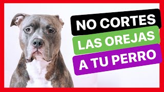 ⛔️ CORTAR las OREJAS a los PERROS ⛔️  Por qué NO debes HACERLO [upl. by Jandy]