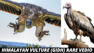 Himalayan black Vulture  के महाभयानक हमले  भारत से गिद्ध कहां गए गिद्ध कहां हैं Rare vulture [upl. by Eugor429]