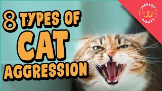 8 Types of Cat Aggression Explained [upl. by Iel]