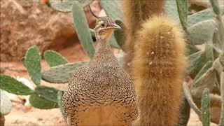 Elegantcrested tinamou vocalisation [upl. by Wye890]