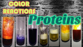 Color reactions of Proteins  Biochemistry series [upl. by Gemmell933]