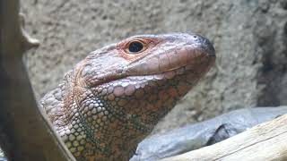 Caiman Lizard Rainforest of the Americas LA Zoo Los Angeles CA USA Sept 5 2024 Summer 105 Degrees [upl. by Watters674]