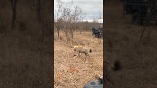 Hyena Ambushes Feeding Cheetah [upl. by Ellerihs133]