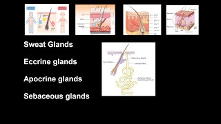 Sweat Glands  Eccrine glands and Apocrine glands  Sebaceous glands  Anatomy [upl. by Yenterb]