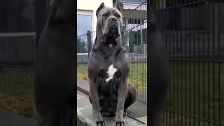 DOG TRAINING tips 🔥dog dogsofinstagram viralvideo dogtraining ddk9 viral p [upl. by Atnoid550]