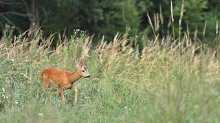 Calling Roe Buck with Buttolo  privabeny srnecdeer call Peter Hozza [upl. by Yeblehs]