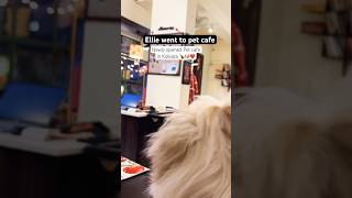 Pet friendly cafe Kolkata🐶🍷ellie petfriendly petfriendlycafe petcafe kolkatavlog dailyvlog [upl. by Alisha]