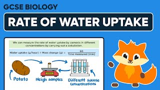 Osmosis amp Rate of Water Uptake Calculations  GCSE Biology [upl. by Enitsua]