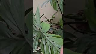 My monstera plant KAARIGIRIbyMayuriPatel plants houseplants gardening [upl. by Saduj]