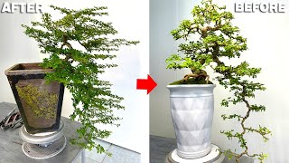 This is how I style a bonsai tree in a waterfall shape suitable for beginners [upl. by Yehudi552]