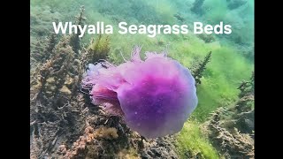 Underwater Whyalla  Seagrass Beds and Marina Pool  Adelaide Freedive Tribe amp Snorkel Tribe [upl. by Dnomaj]