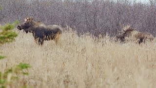 Moose rutting season in Powerline Pass [upl. by Kala544]