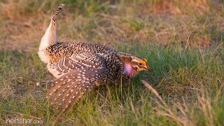 Sharptailed grouse [upl. by Notsecnirp481]