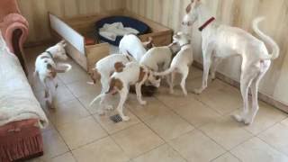 Ibizan Hound mother [upl. by Norrej]