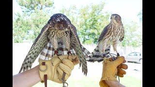 Falconry Falcons Accipiters Buteos Part 1 [upl. by Blackstock]