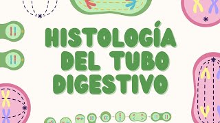 Histología del Tubo Digestivo Estructura y Función [upl. by Killen]