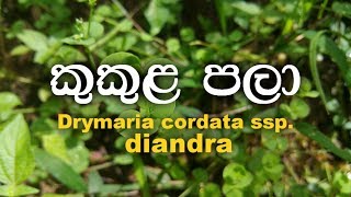 Kukula pala kukulu pala  Drymaria cordata ssp diandra [upl. by Neryt]