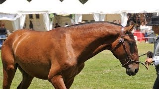 INVASOR  1er CLASIFICADO  XXVI FESTIVAL INTERNACIONAL CAVALO LUSITANO CASCAIS [upl. by Caldwell]