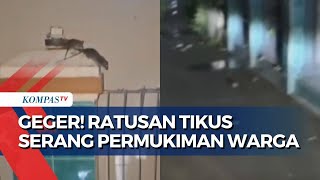 Ratusan Tikus Serang Permukiman Warga di Karawang Dinas Pertanian dari Sawah yang Terguyur Hujan [upl. by Favian686]