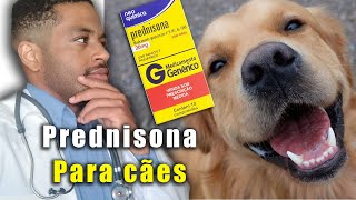 PREDNISONA para cachorro Dose indicações e colaterais [upl. by Phippen]