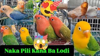 Vlog492 Super Quality Aqua Homozygote Opaline😱🦜😱Yellow Face Opaline🦜😱🦜 [upl. by Nevai]