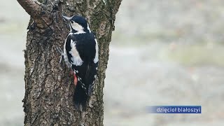 Wiosenne obserwacje ptaków w Pruszkowie i okolicach [upl. by Etteluap796]