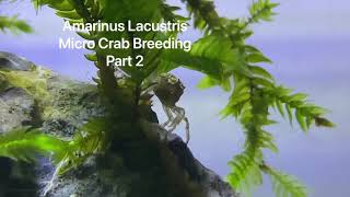 Amarinus Lacustris Micro Crab Breeding Part 2 [upl. by Eiramnaej]