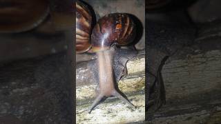 Snails of the night snailfish snails snail shortsvideo shortsfeed shorts [upl. by Naaman]