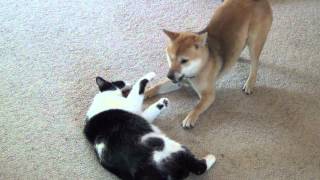 Shiba inu playing with cat [upl. by Zolnay]