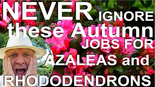 Never Ignore these Autumn Jobs for Rhododendrons and Azaleas [upl. by Colman]