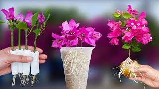 How to Make Bougainvillea Root and Bloom in Just One Night Here’s the Answer [upl. by Cleveland]