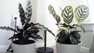 Mesmerizing Calathea Movement [upl. by Nere]