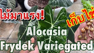 รื้อไข่ เก็บไข่ Alocasia Frydek Variegated อโลคาเซียใบกำมะหยี่ [upl. by Rame373]