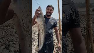 fish villagelife fishinglife দোয়ার বিল থেকে বিশাল বড় বোয়াল মাছ ধরা হল [upl. by Samuele]