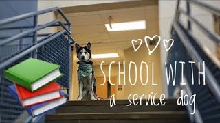 Service Dog at High School [upl. by Eibbor]