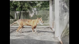 Tasmanian Tiger  Last known Thylacine footage from 1935 shown in colour [upl. by Kora969]