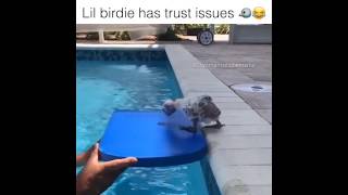 Scared Little Bird trying to get into the swimming pool yomamaitsjoemama [upl. by Emirej414]