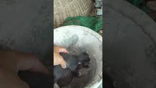 Top Animal Expert Shares Best Way to Care for Abandoned Kittens [upl. by Llamaj574]